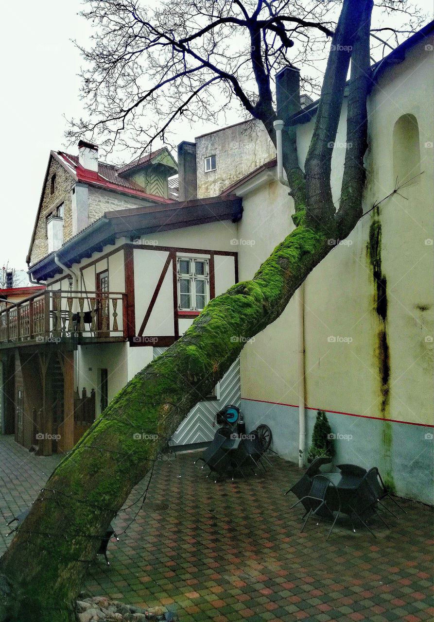 Old beautifull tree in Tallin, Estonia