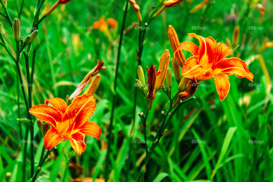 All about the Orange