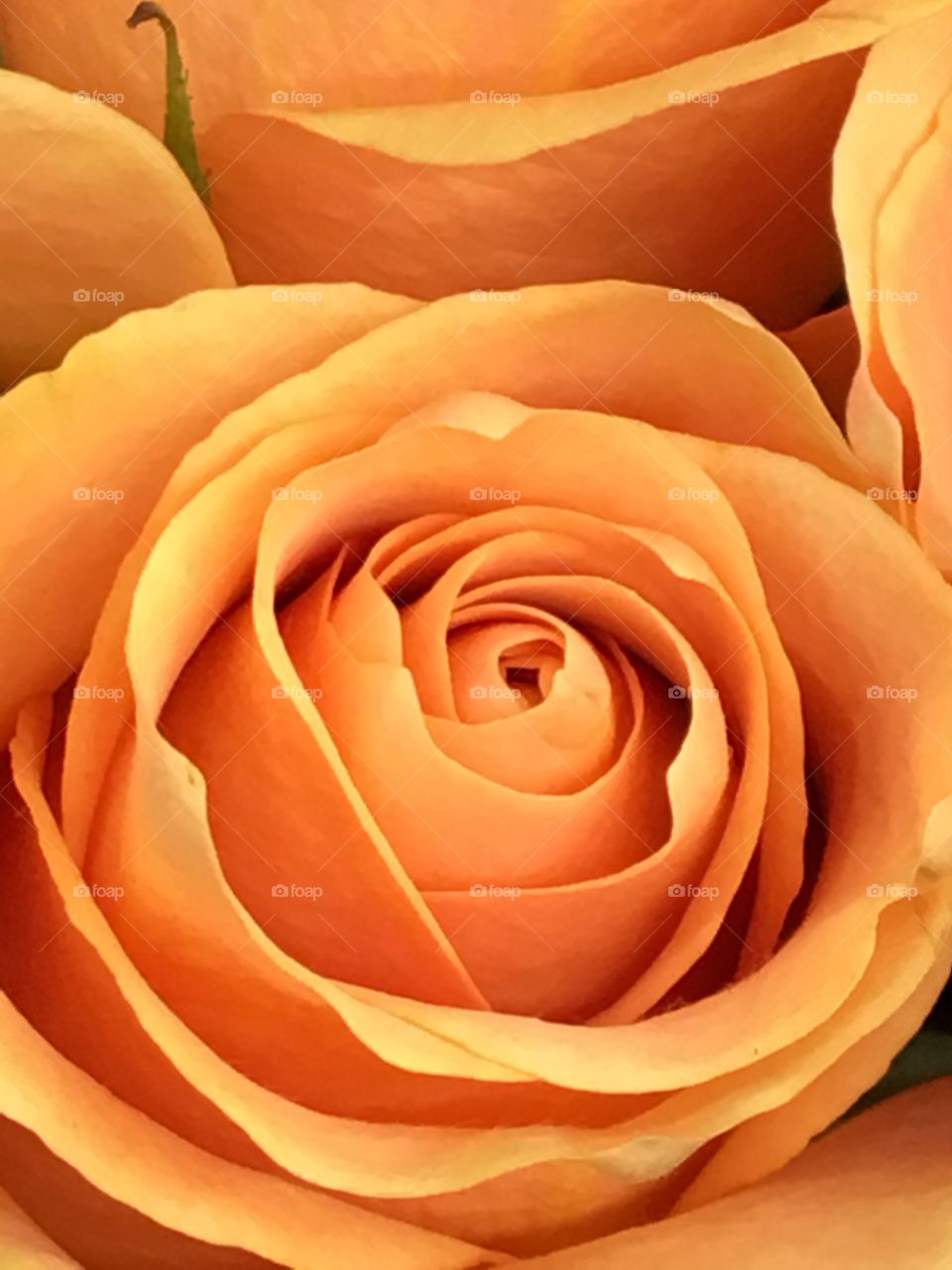Peach Rose