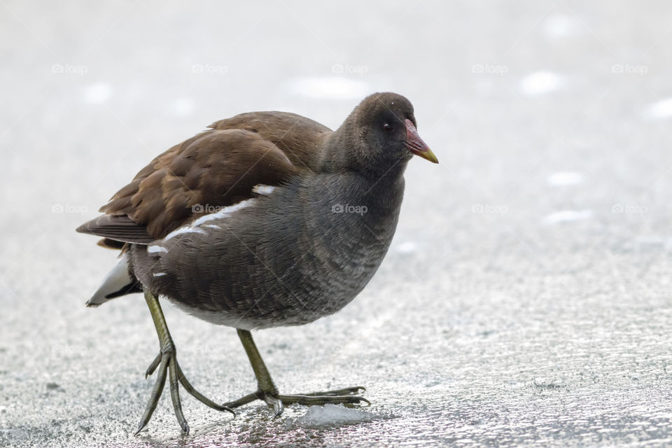 Moorhen (Gallinula chloropusq Aves) on the ice of a frozen lake