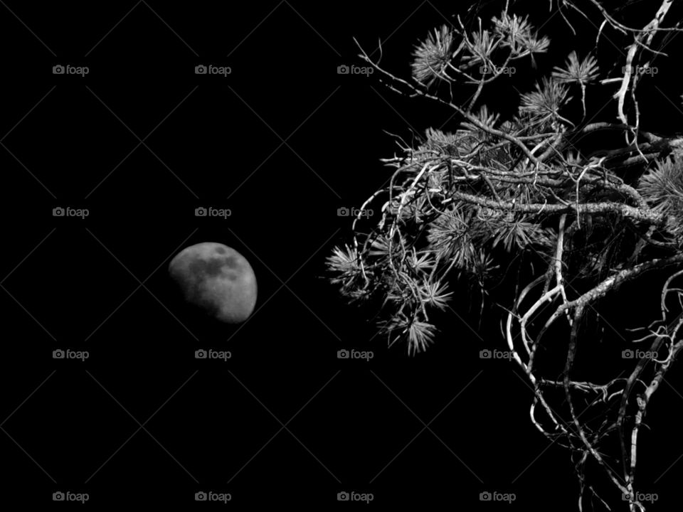 Moon with pine tree branch