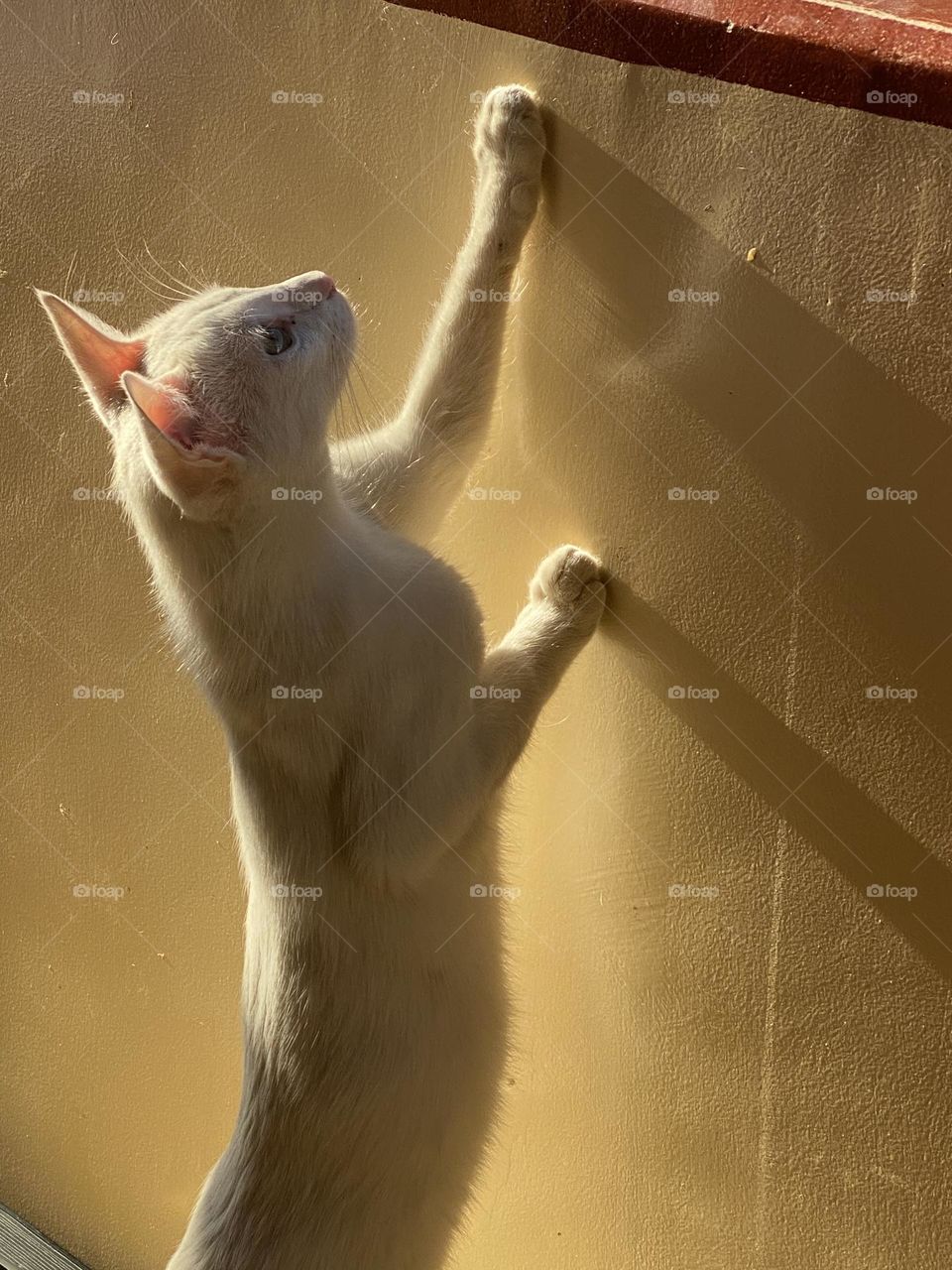 A cat is trying to look up to discover the outside view 