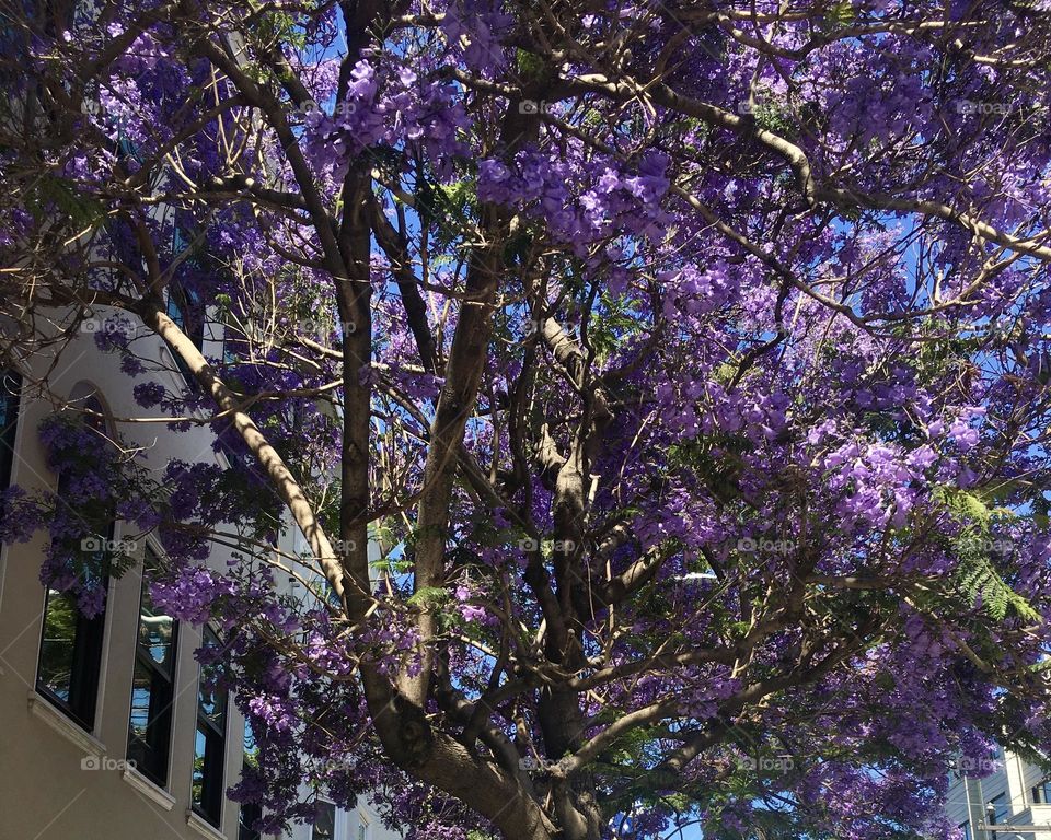 Jacaranda tree by apartment building 