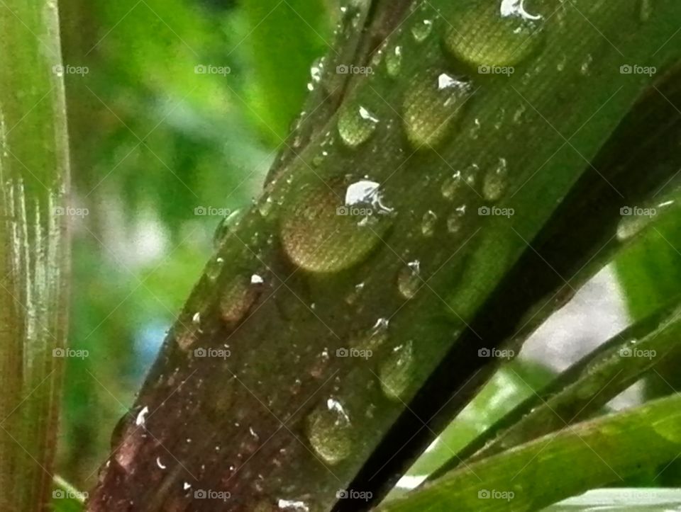 Wet dracena leaves