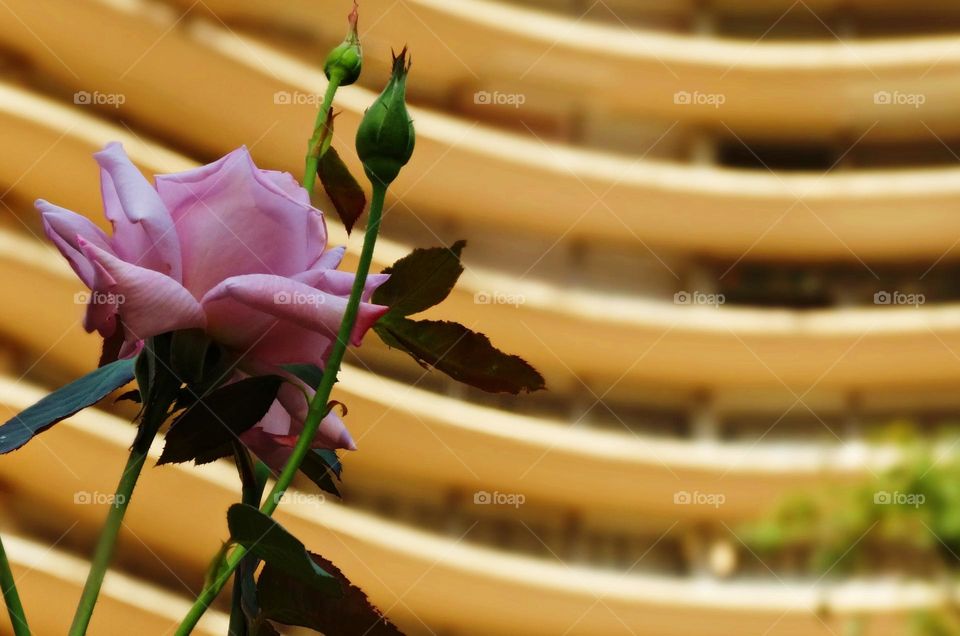 the Rose and the curves