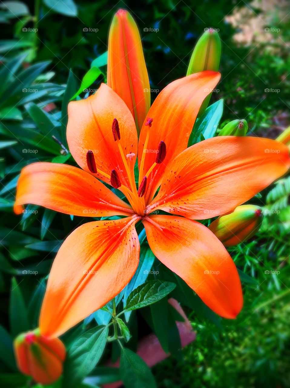 Close-up of orange flowers