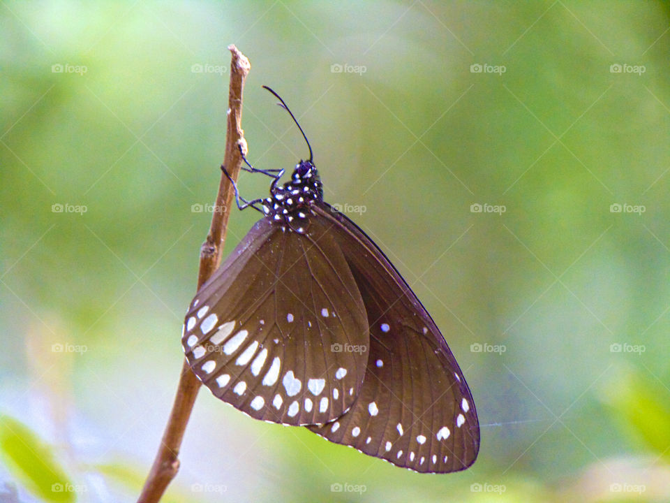 wild butterfly having a nap