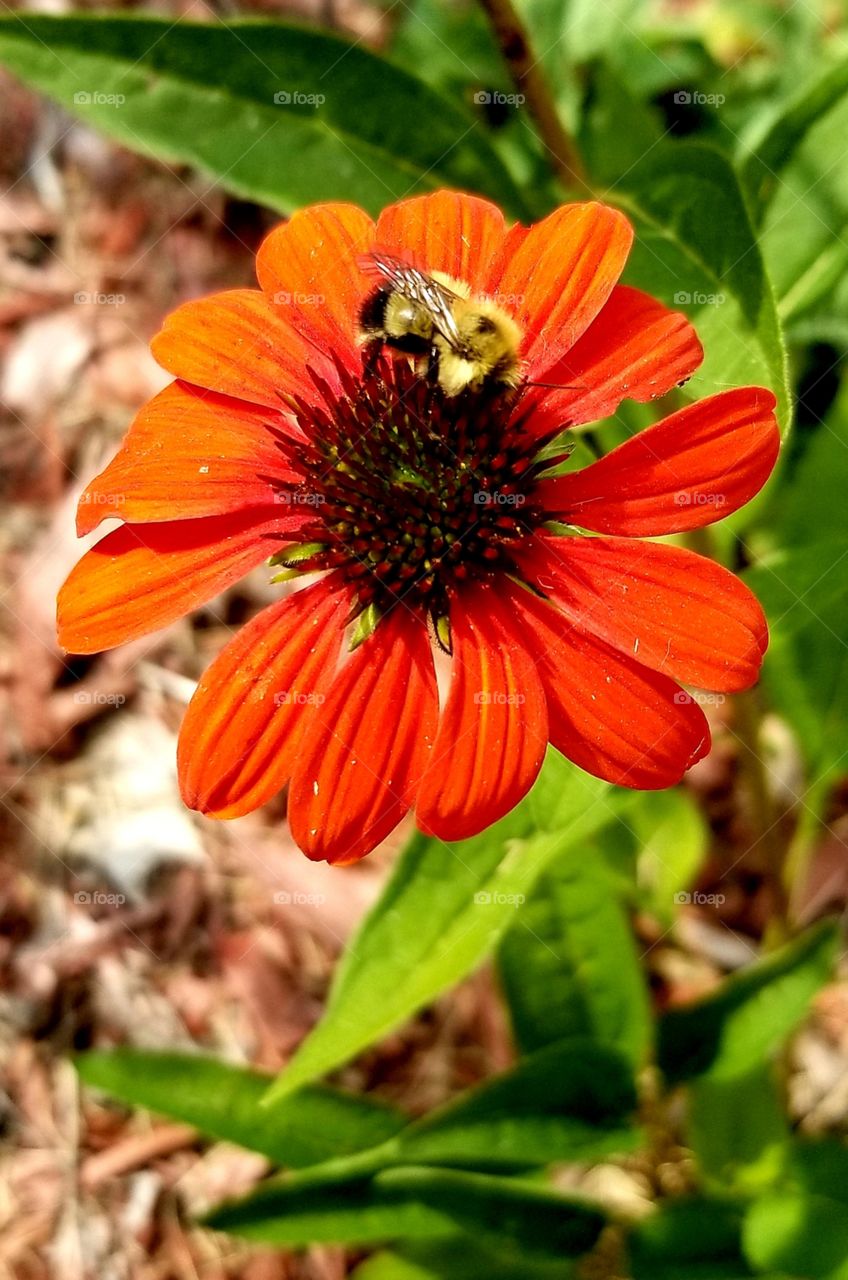 Orange Coneflower and Bee