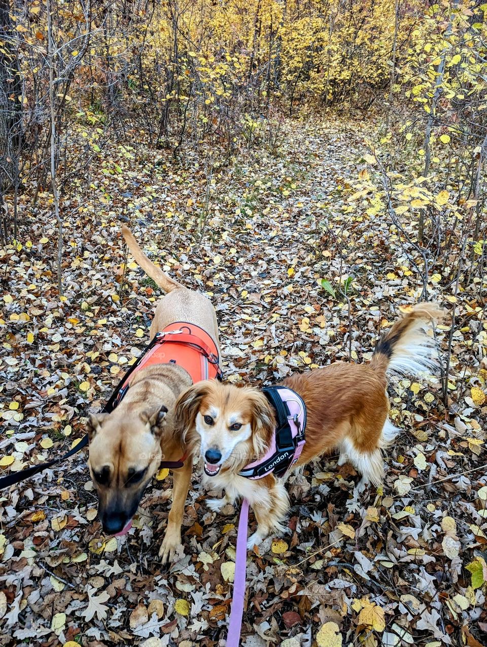 two dogs out for an autumn walk