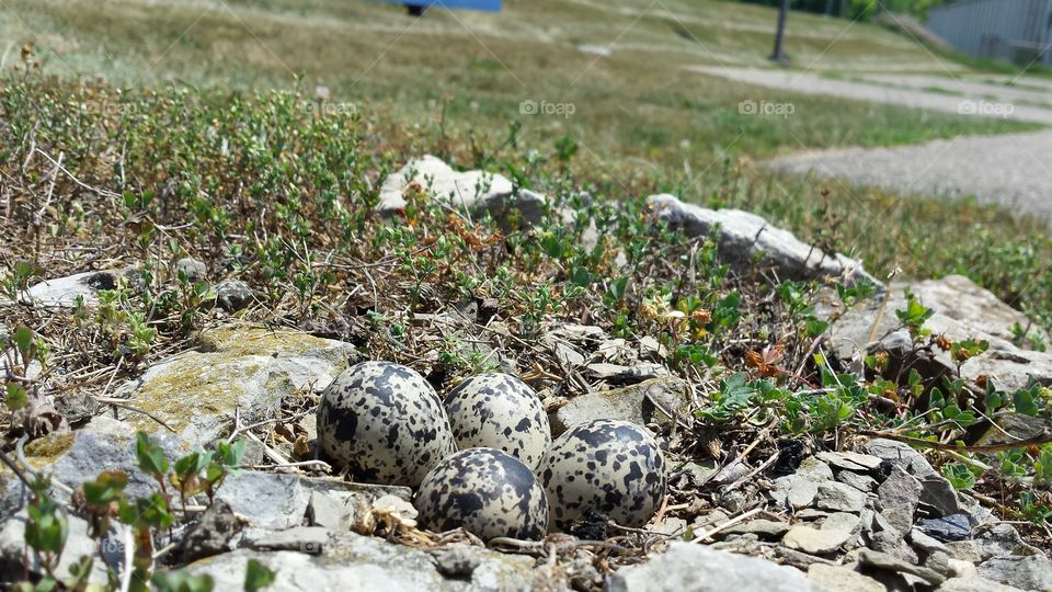 Spring nesting begins