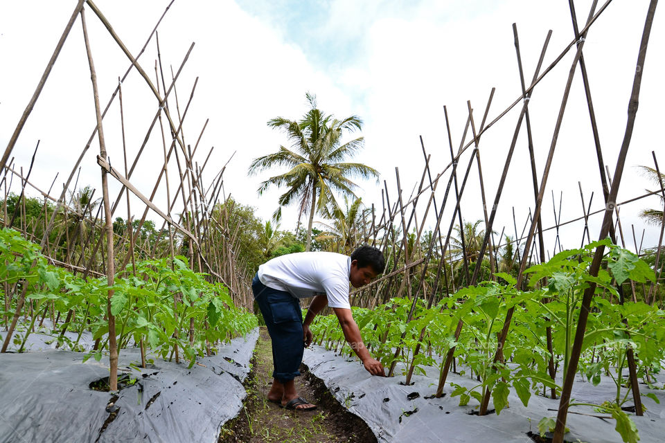 Tomato Farmers