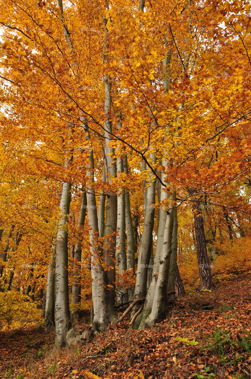 yellow trees in forest