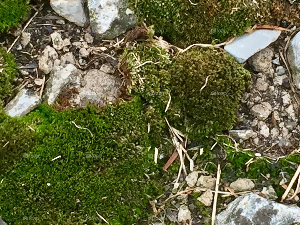 Mossy area