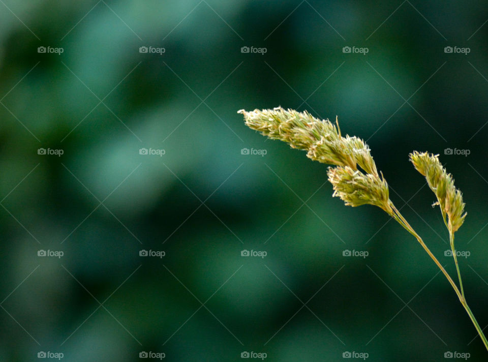 Minimalism color Green outdoor background, in the forest blossom plantation flora nature