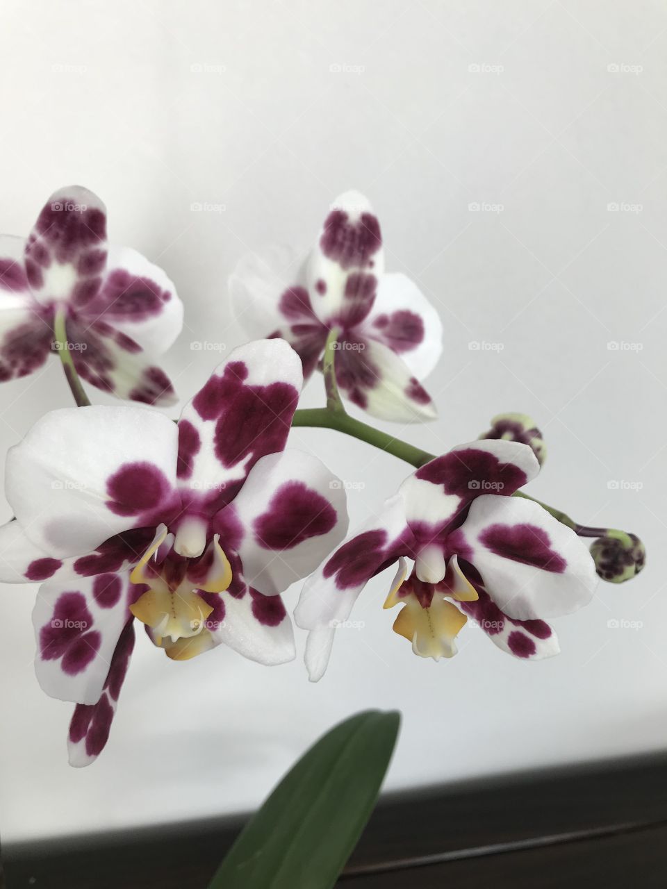 My blooming orchids 