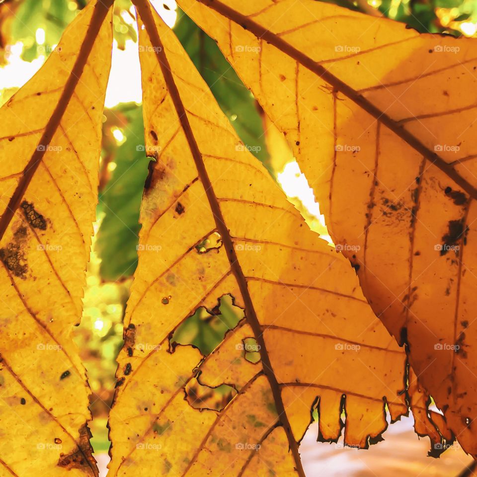 Fall, Leaf, Flora, Nature, Maple