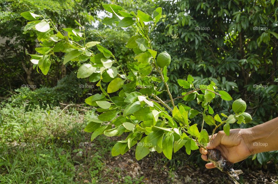 Holding A Lime Plant