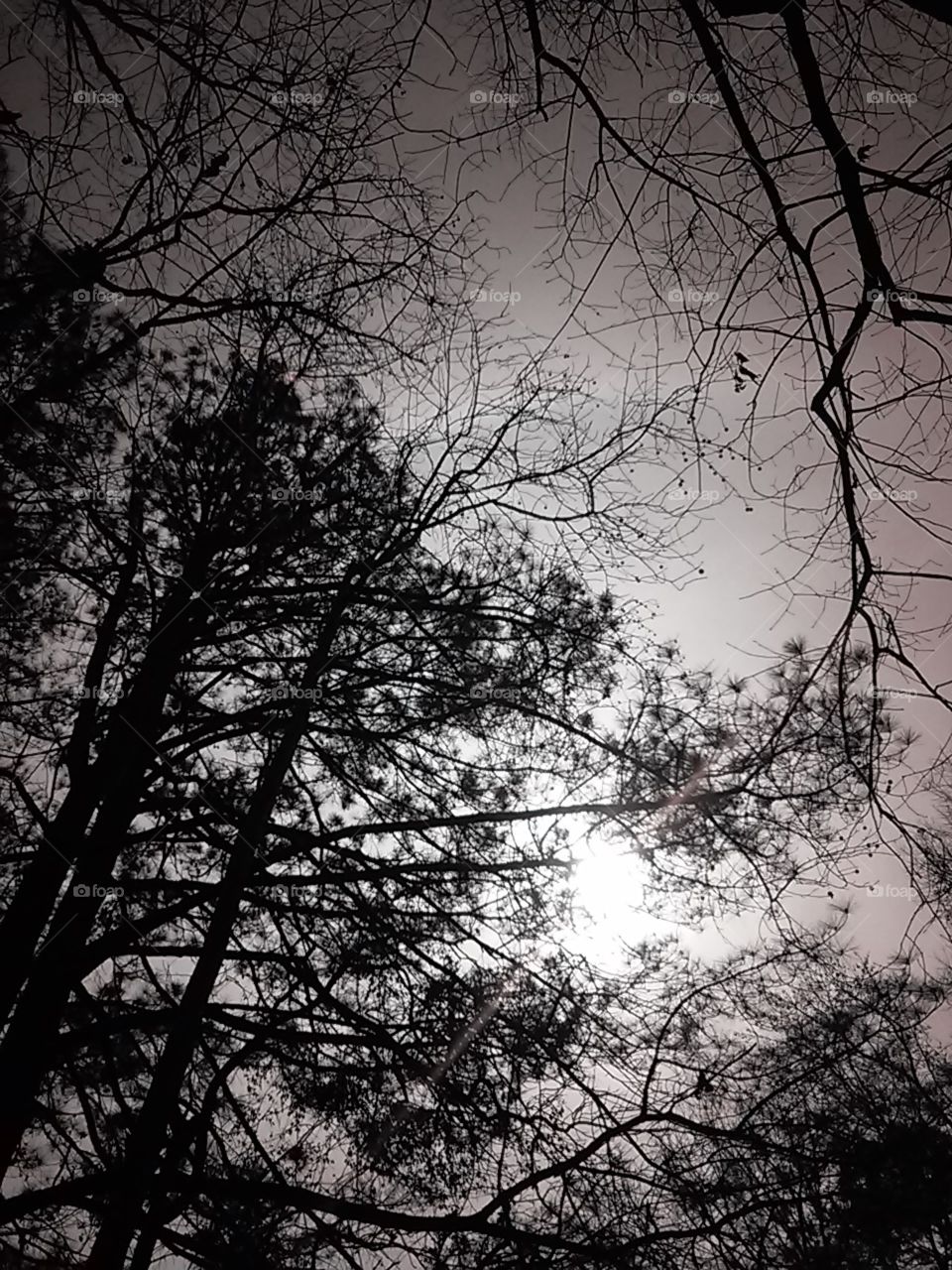 February's afternoon in Georgia