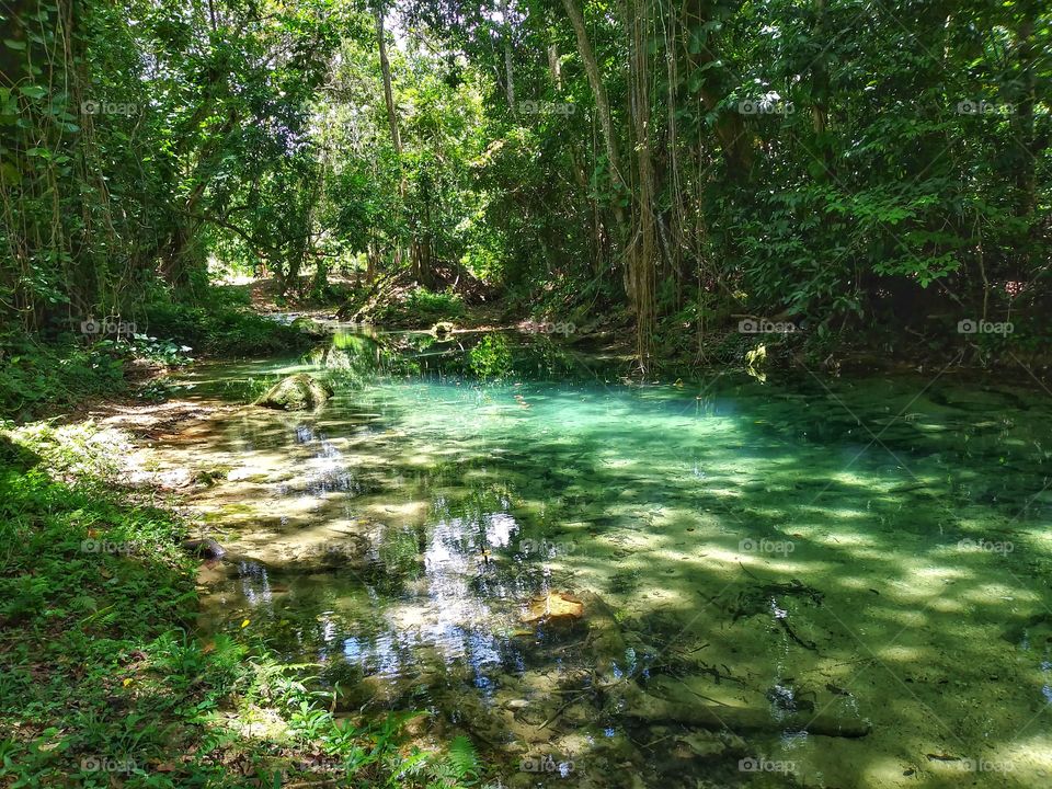 Tropical River Running through the Forest in Jamaica