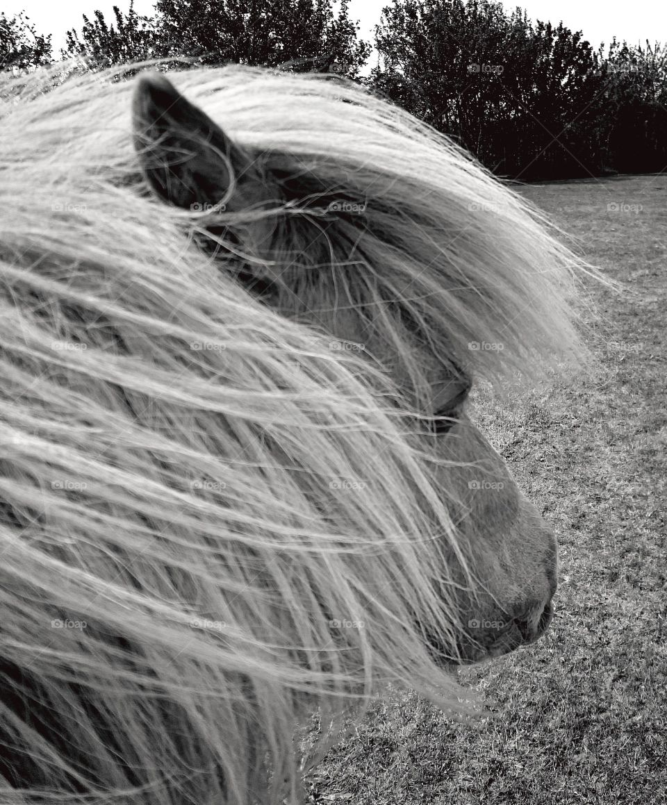 Shetland pony in black and white