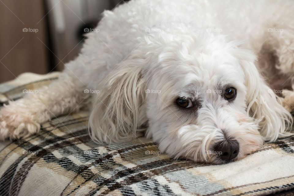 Cute maltezer dog laying on carpet