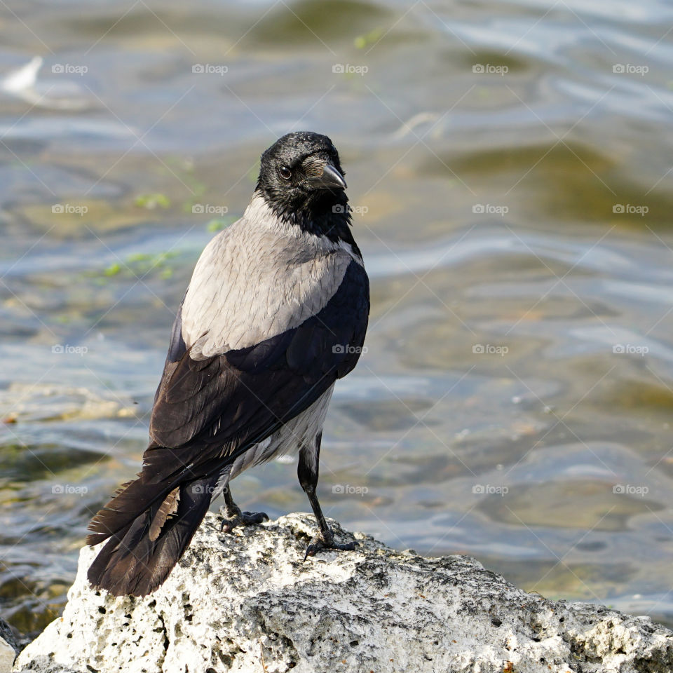 attractive gray crow sits on the shore of the lake