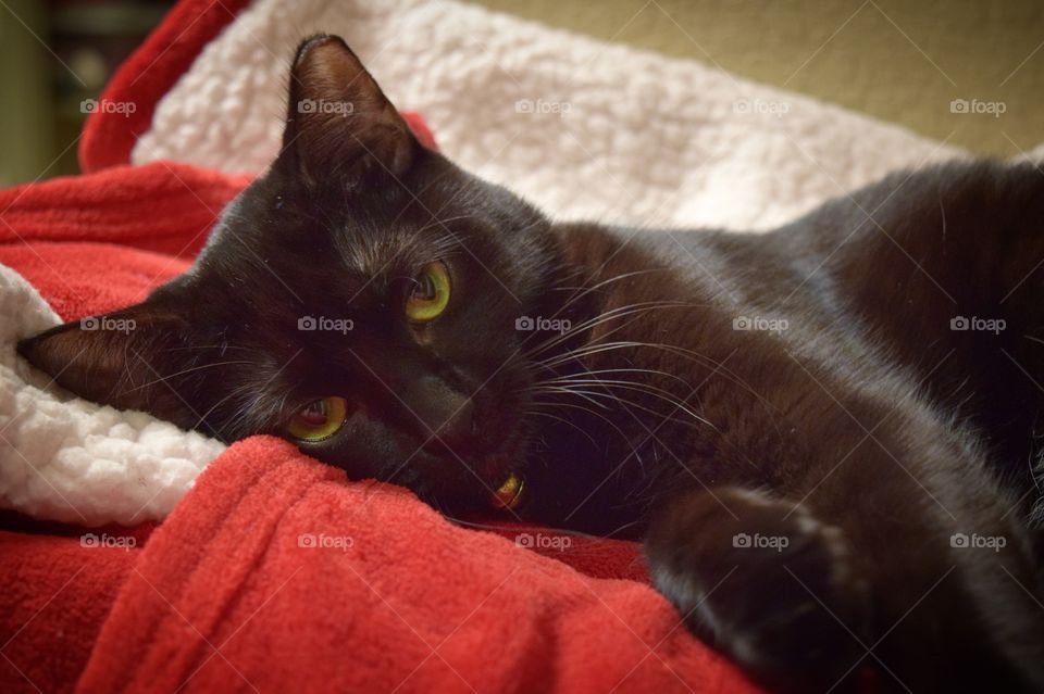 My current Foster, Guinan! This sweet girl was born in a feral colony back in January 2018. She has been in our care since she was a month old. She had a rough start, but is now in a foster home for the first time in months! She loves her new life.