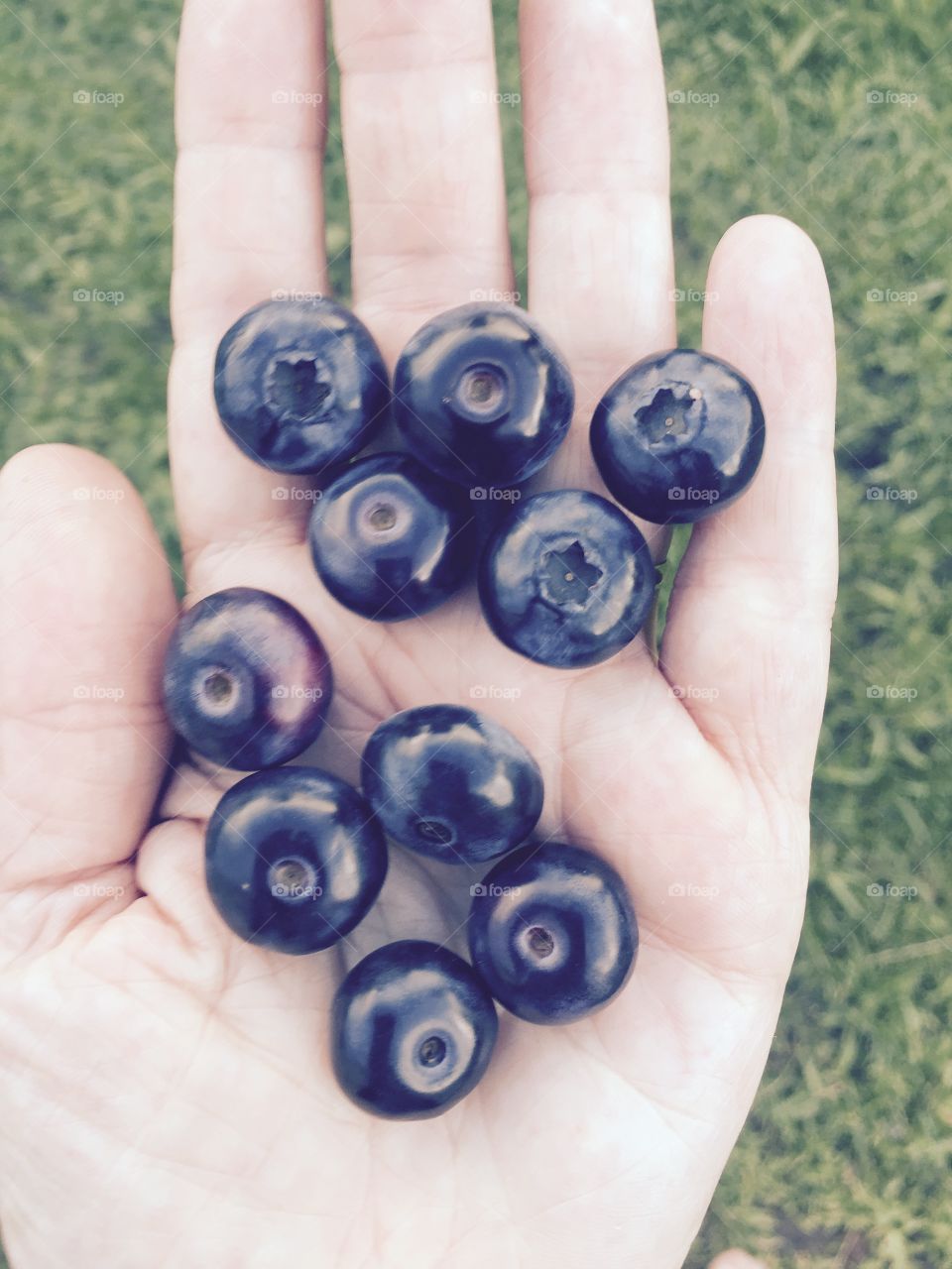 Homegrown blueberries 