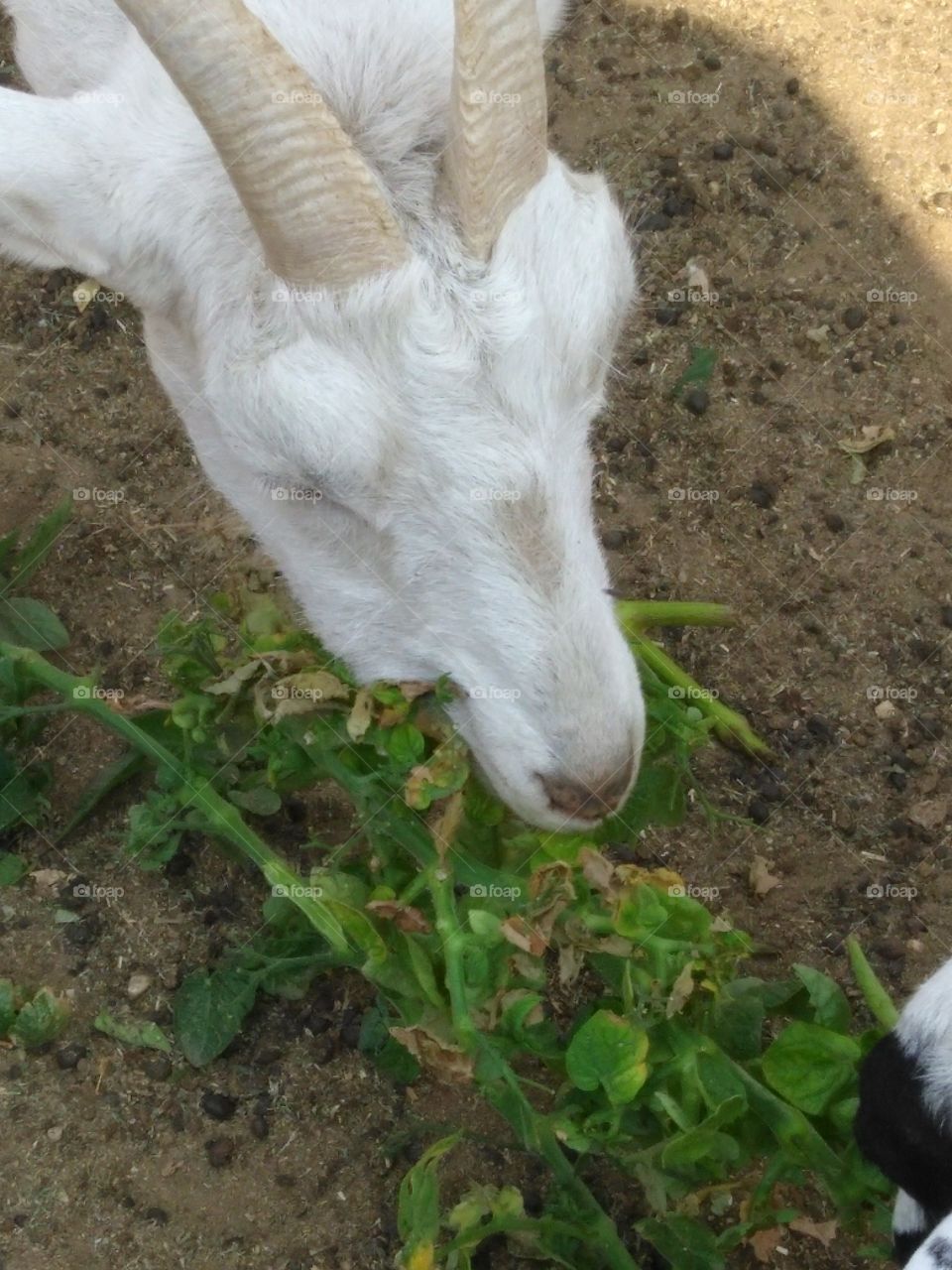 Greedy Goat