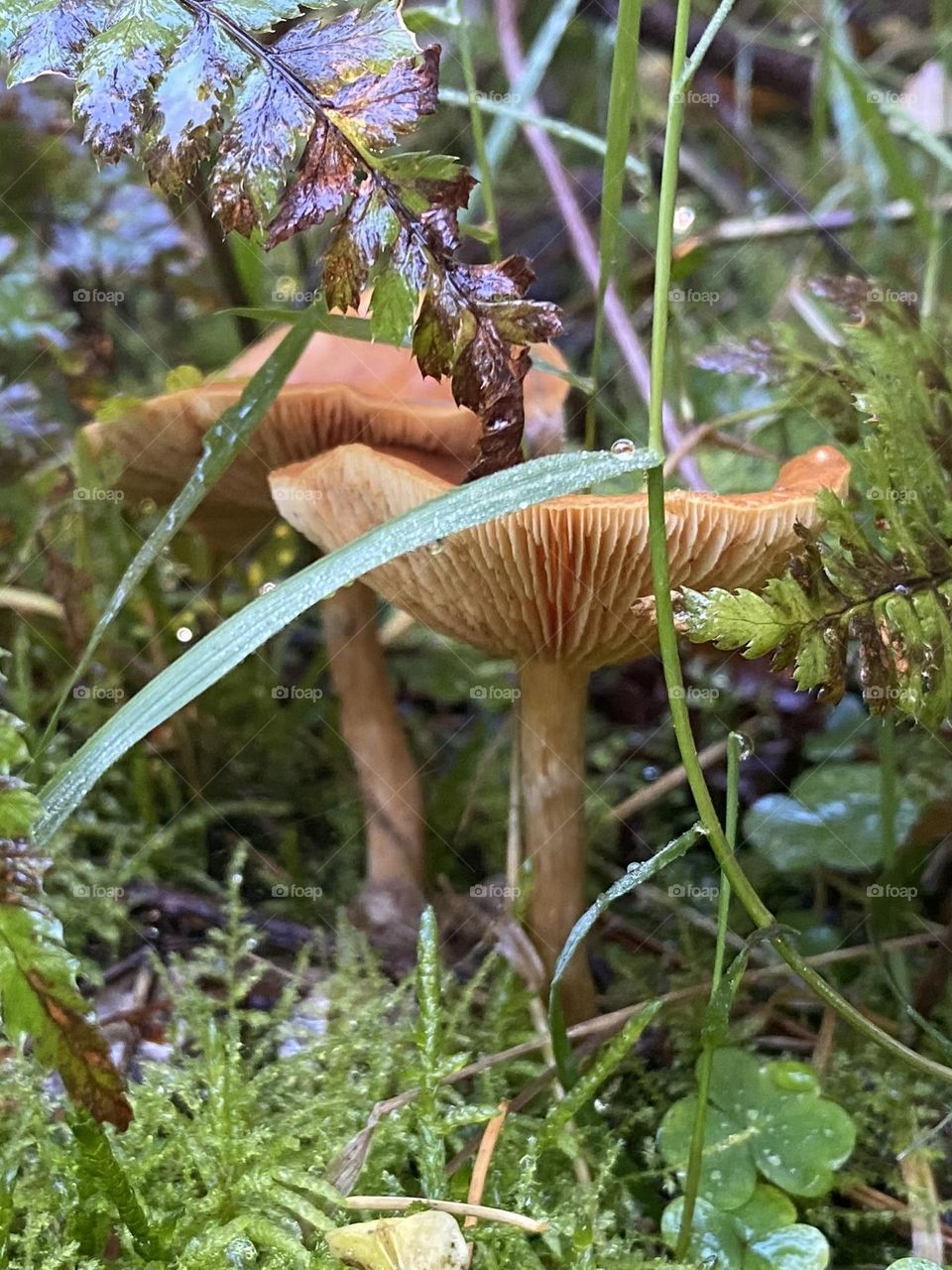 Mushroom 