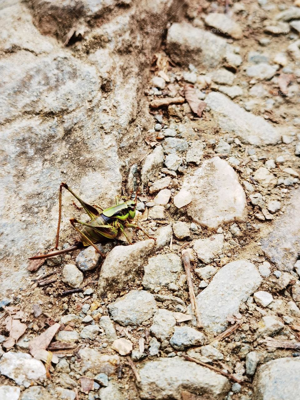 Green grasshopper on a wild road