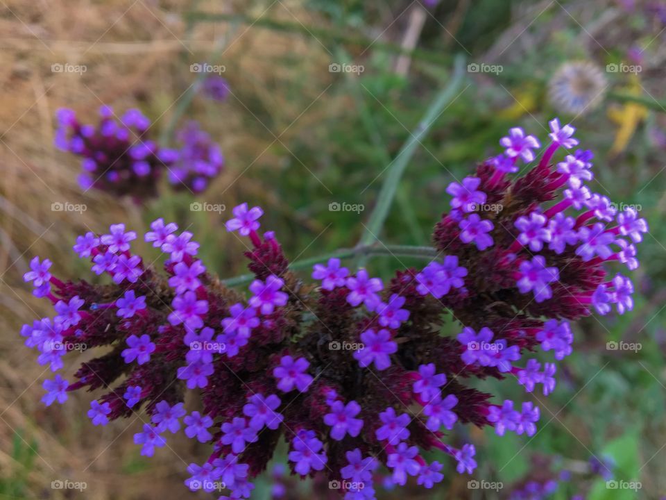 Heart-shaped Flowerhead 