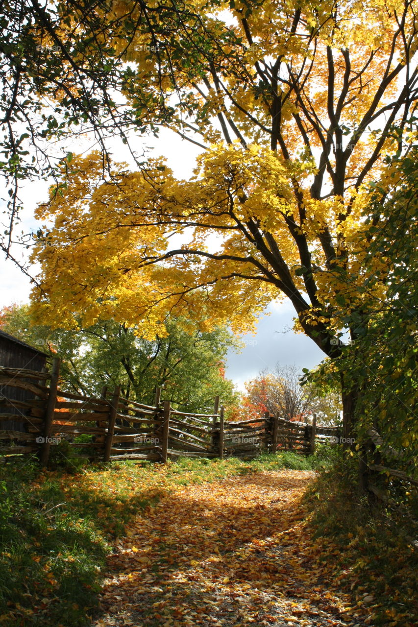 Fall in countryside