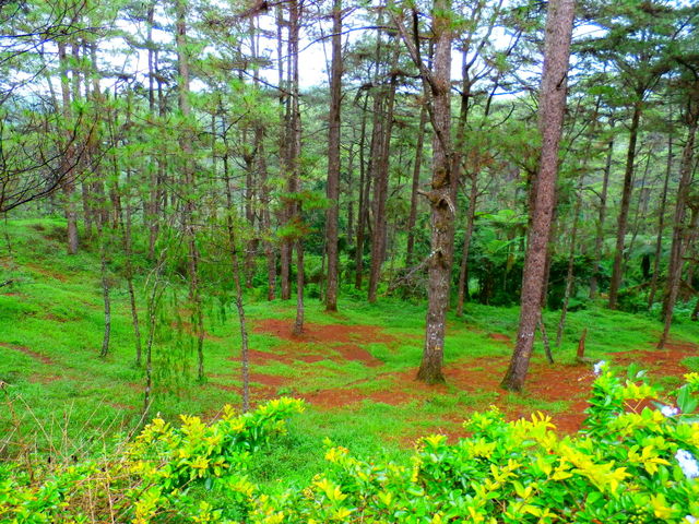 Forest