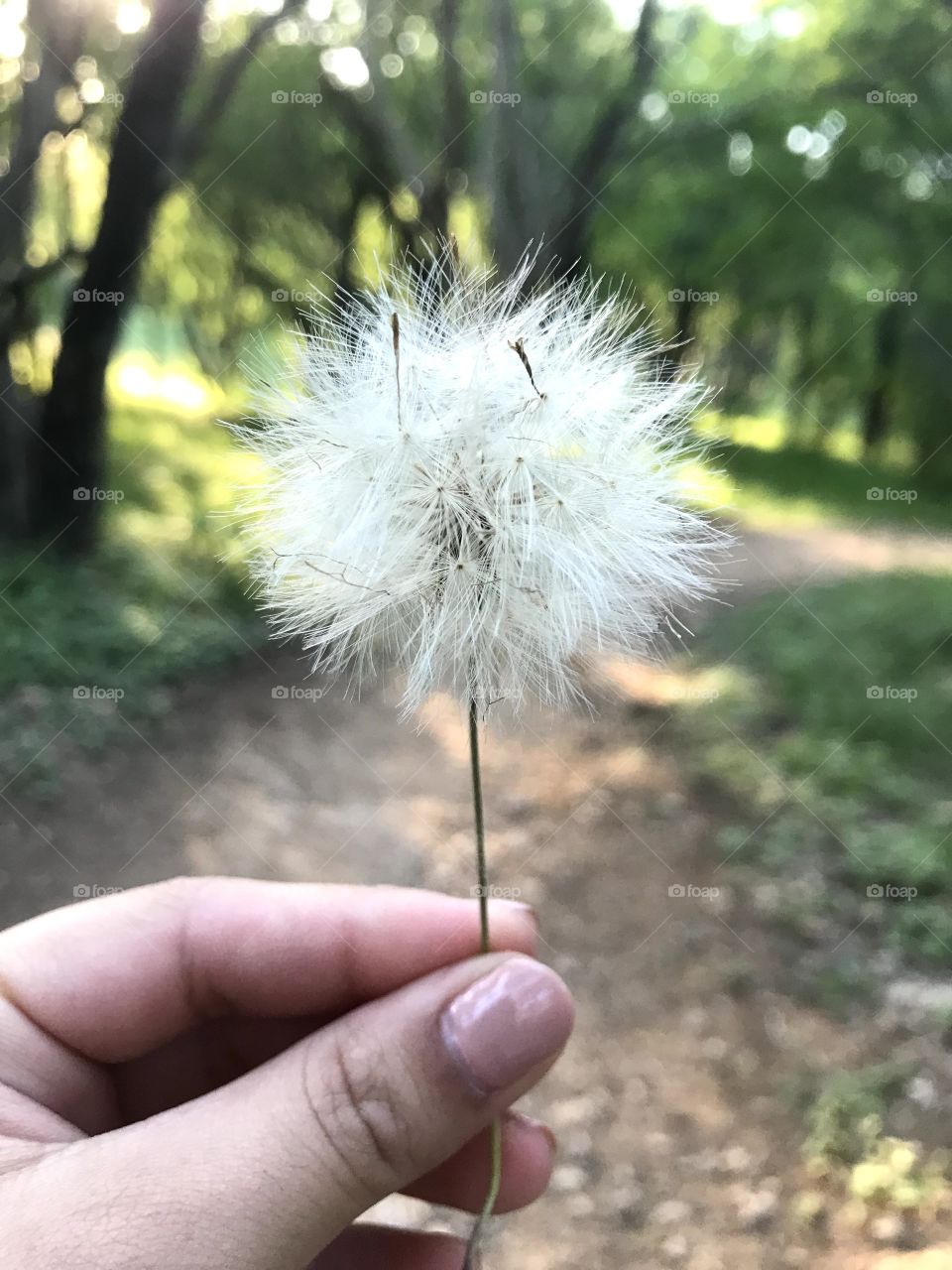 dandelion