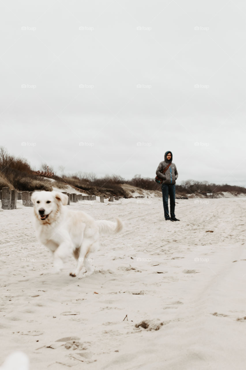 Golden retriever is happy running and playing on a sandy beach on a seaside