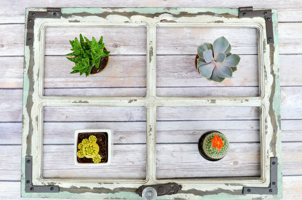 Top view of an assortment of small potted cacti in a rustic wooden frame
