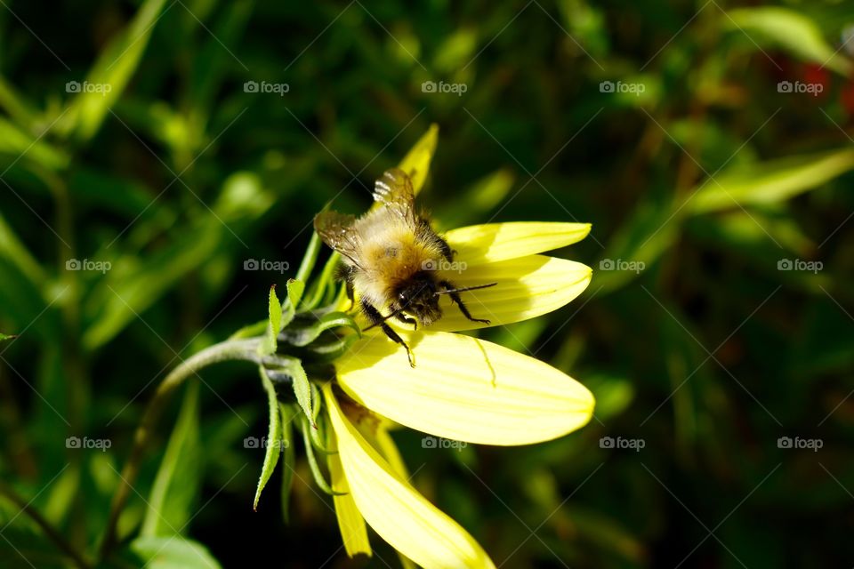 Close-up of bee on sunflower