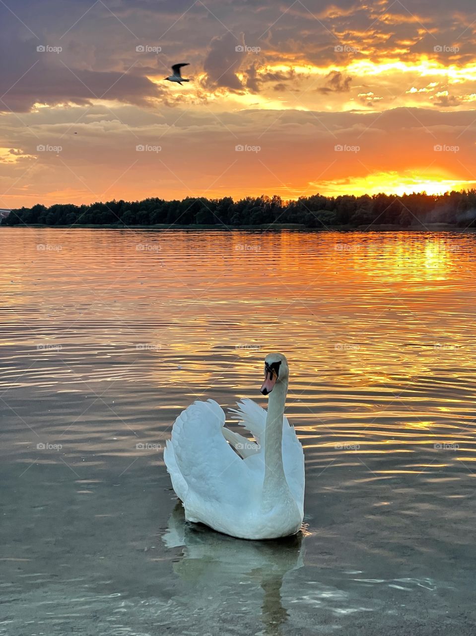 swan at sunset