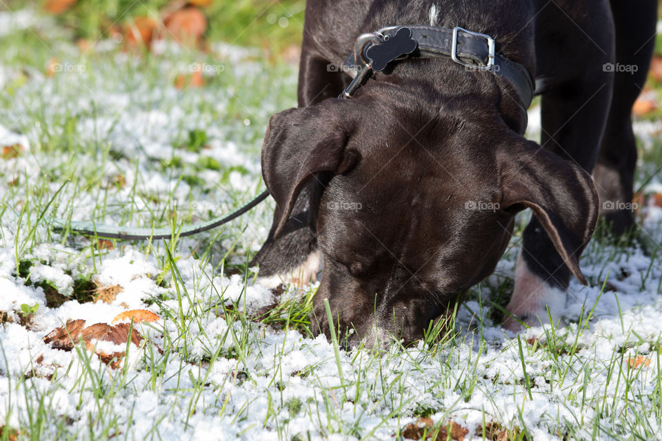 Winter is coming, puppy dog snow in late autumn, första snön hund valp amstaff 