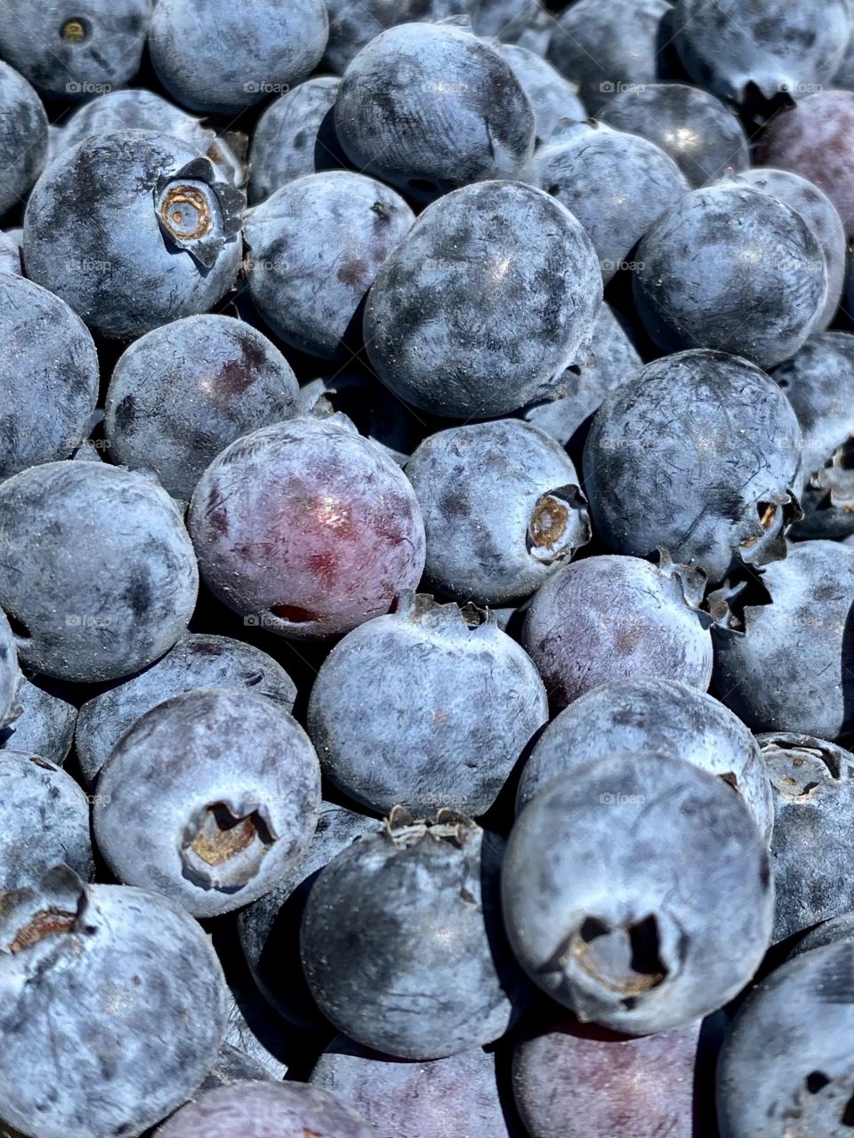 Blueberries from Underwood Family Farms