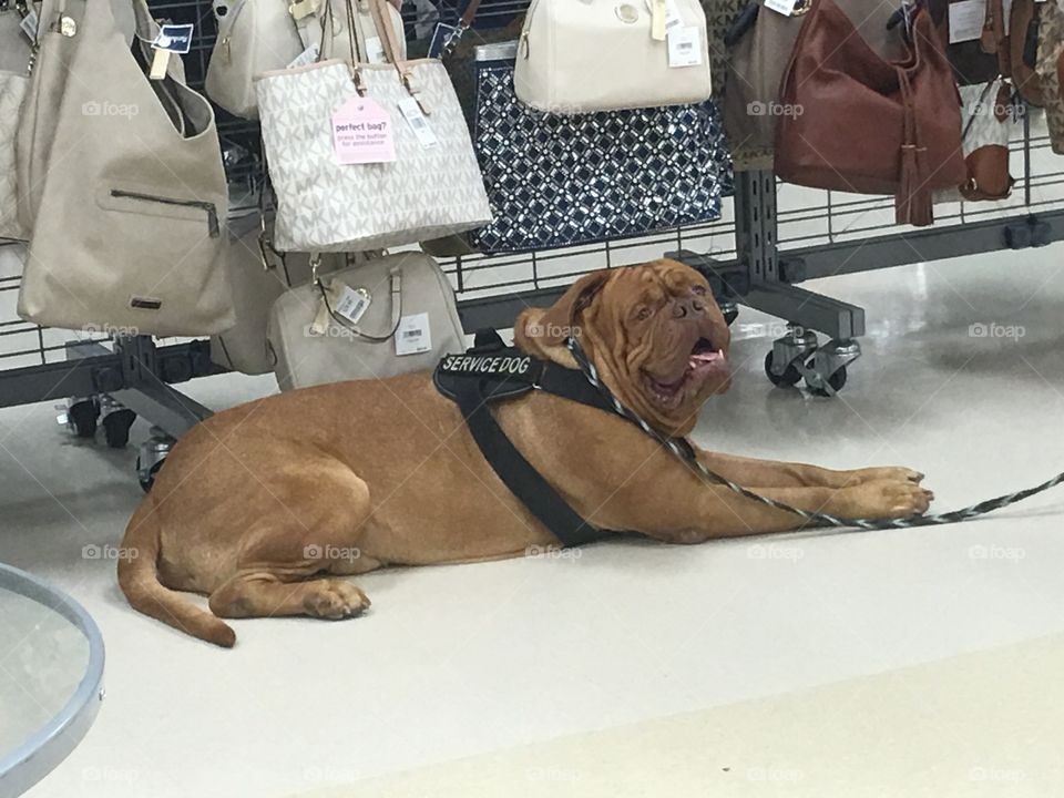 Service dog accompanying shopper at the mall
