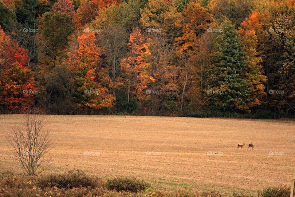 Deer in an Autumn Field