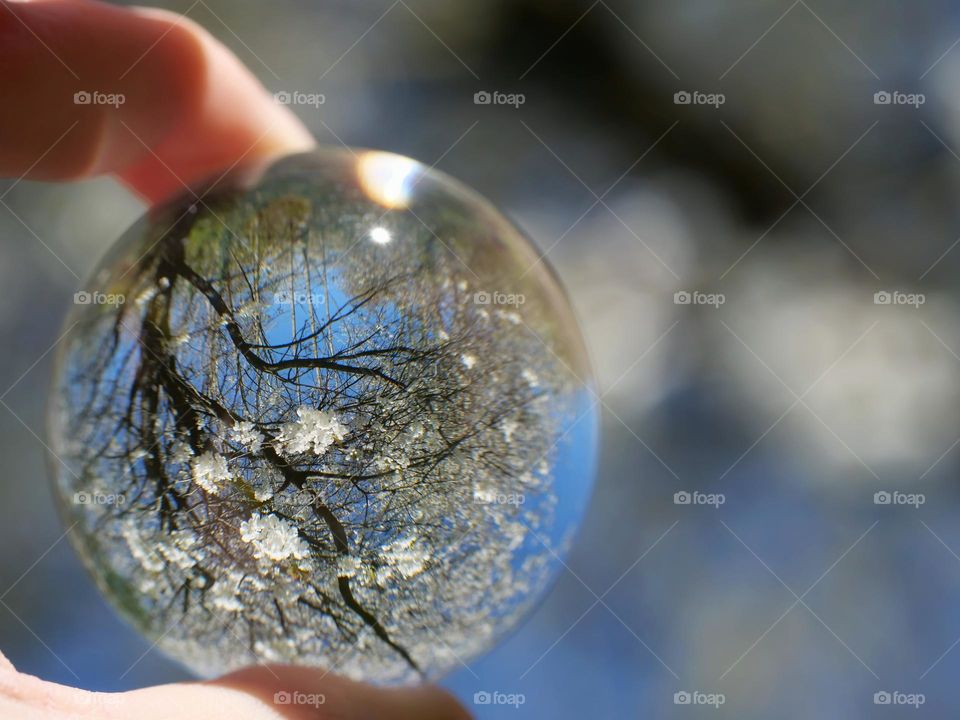 Cherry blossoms reflected in glass ball