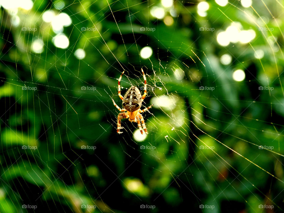 On the web
