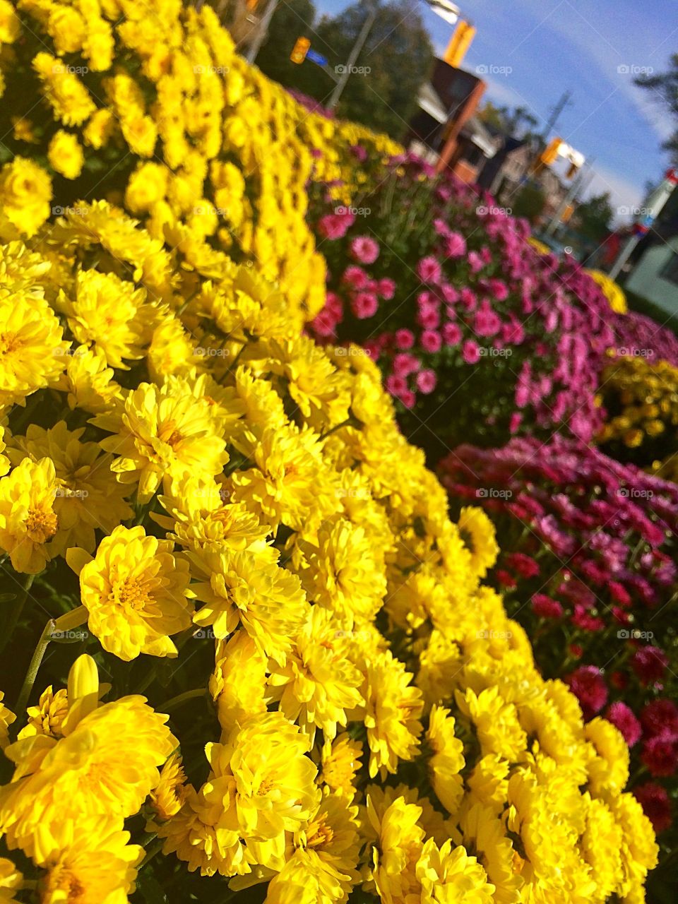 Beautiful yellow flowers 