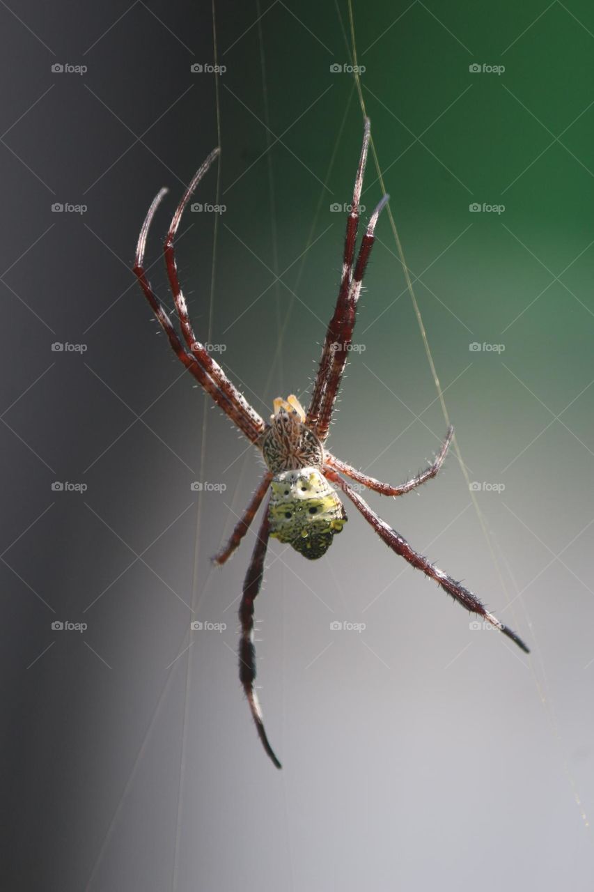 Close_up of Spide