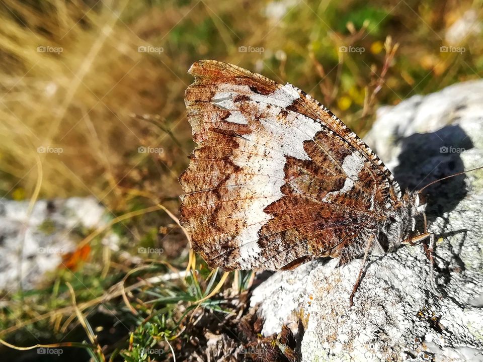 Butterfly on the rock