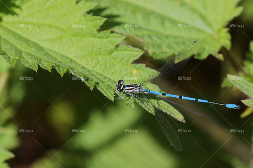 Dragonfly on green leaf
