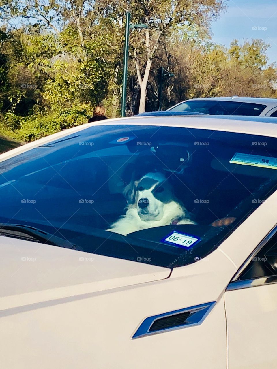 Random dog chilling in the car